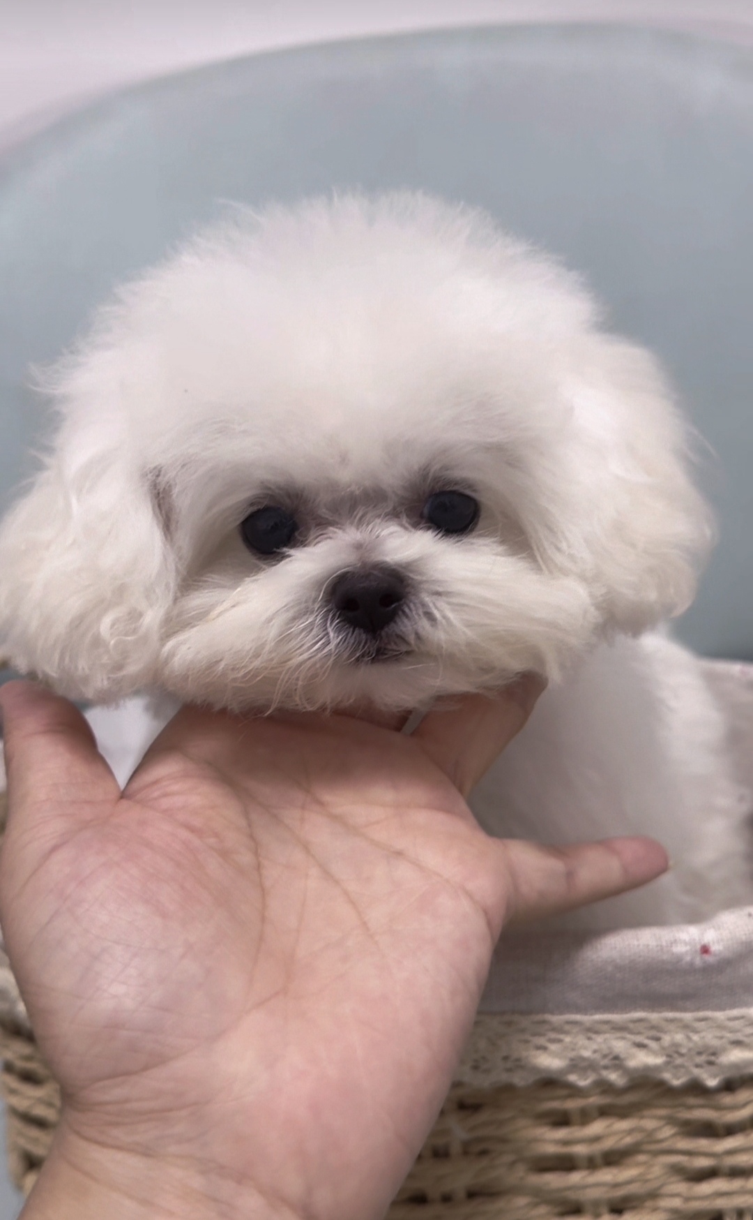 韩版比熊幼犬爆毛